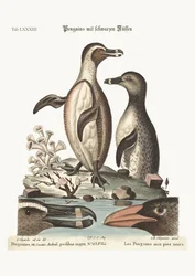 Die Schwarzfußpinguine, 1749-73